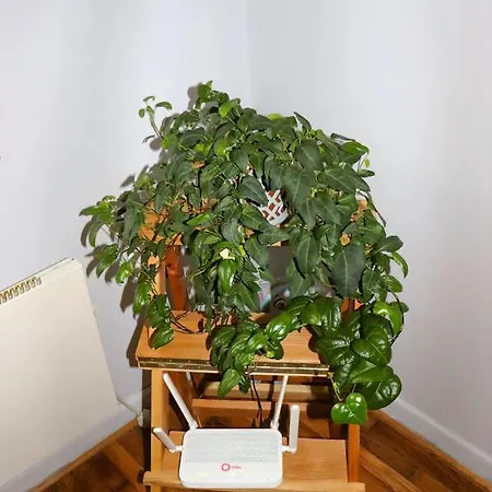 Red Kruz Apartman Belgrád
